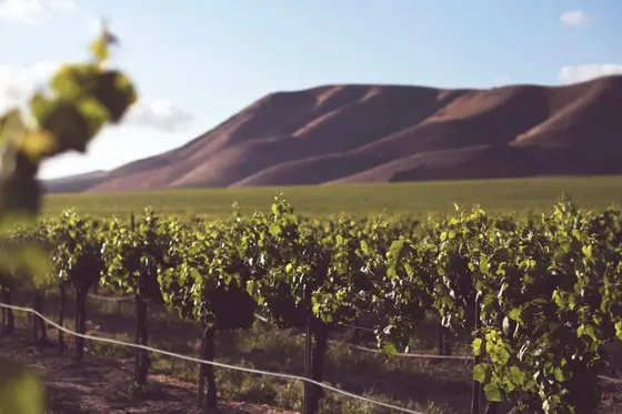 3 Ases Bodegas y Viñedos