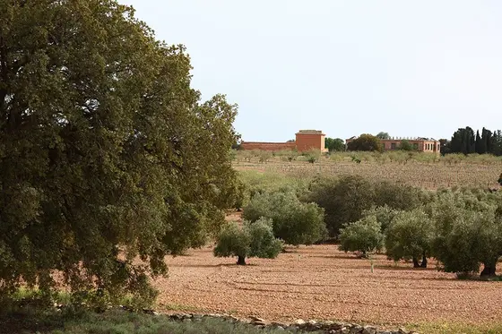 Bodega 5 Navajos