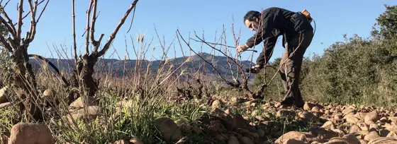 Bodega Arizcuren Vinos