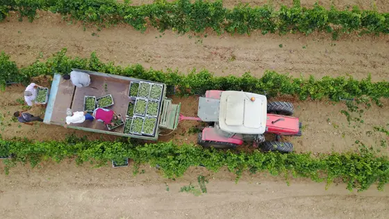 Bodega Campo Eliseo