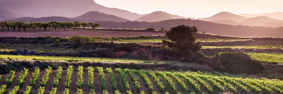 Bodega Castell D’Or