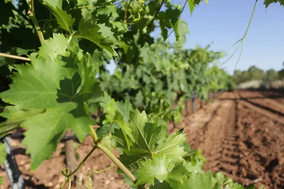 Bodega César Velasco