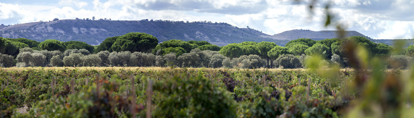 Dehesa de los Canónigos