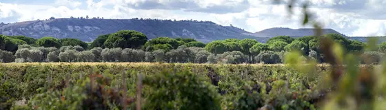 Bodega Dehesa de los Canónigos