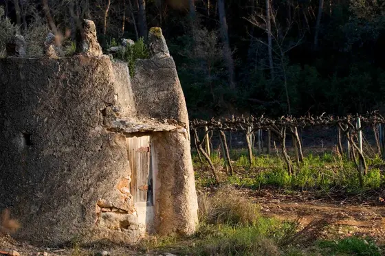Bodega Finca Valldosera