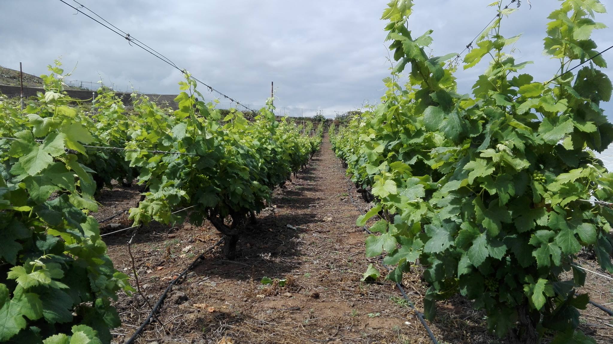 BODEGA GUAYONGE