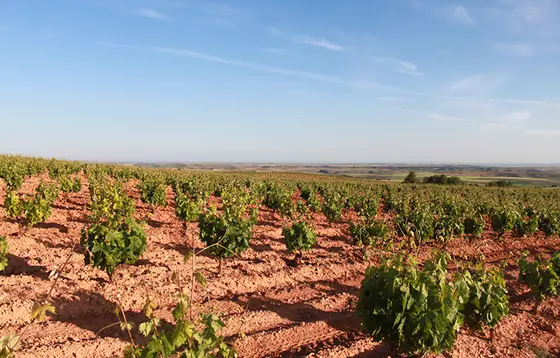 Bodega Severino Sanz