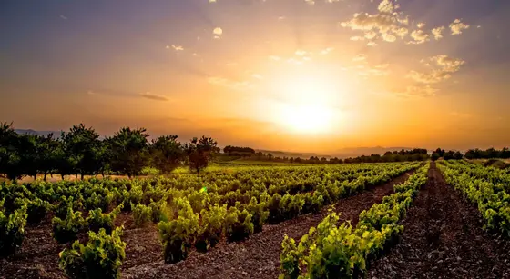 Bodegas Aradon