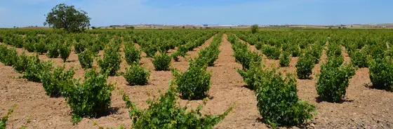 Bodegas Díez Gómez