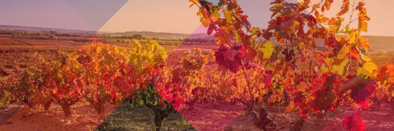 Bodegas Frutos Villar