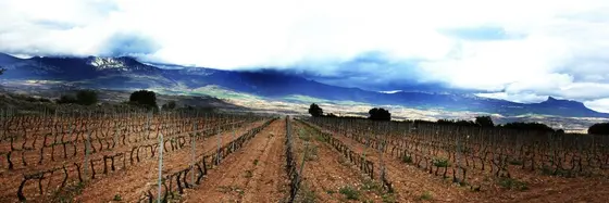 Bodegas Luis Marín Díez