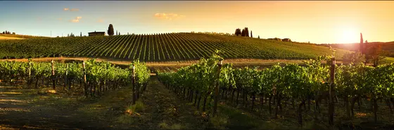 Bodegas Malacuera