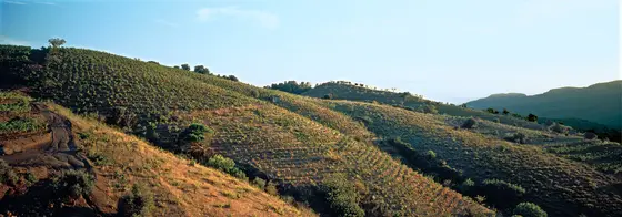 Bodegas Mas Alta