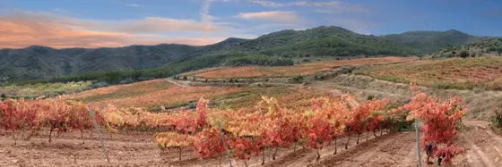 Bodegas Ontañón