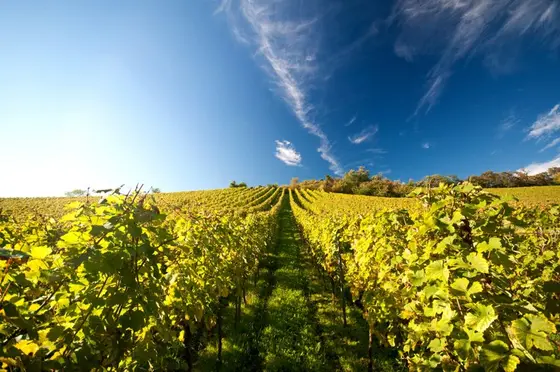Bodegas Quiñón de Rosales