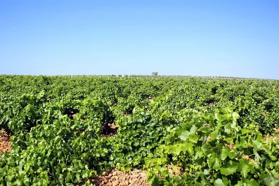 Bodegas Romero de Ávila Salcedo
