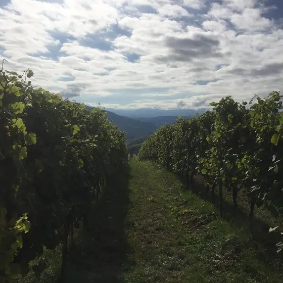 Bodegas Sel D’Aiz