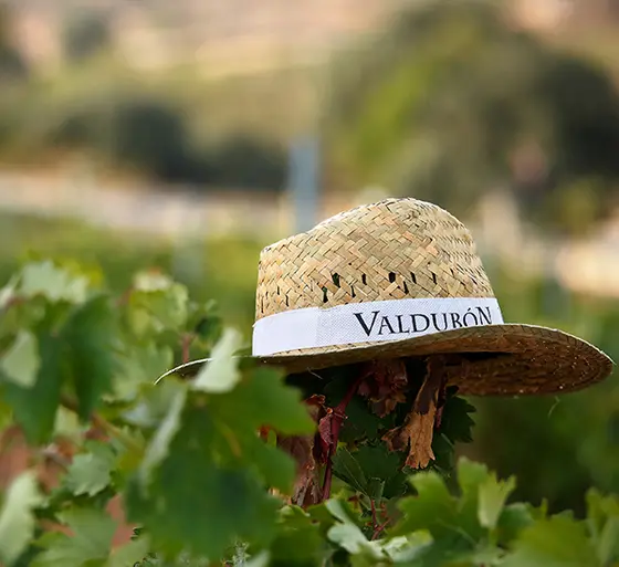 Bodegas Valdubón