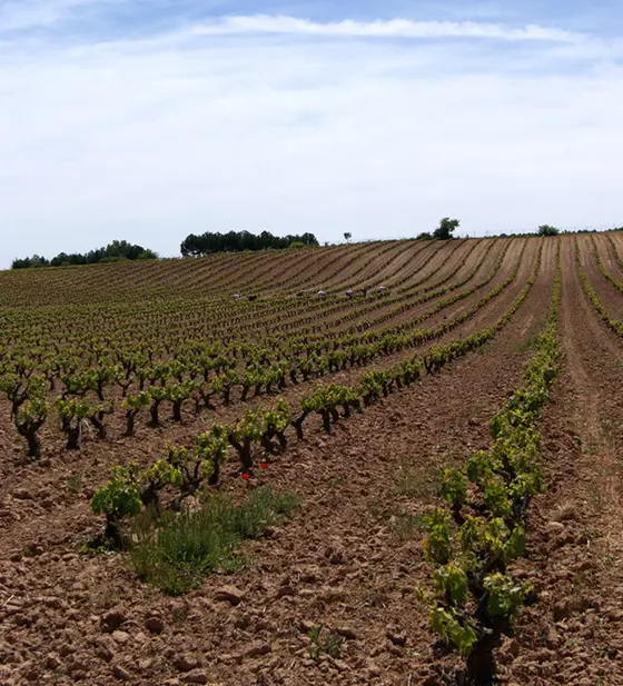 Bodegas Vetusta