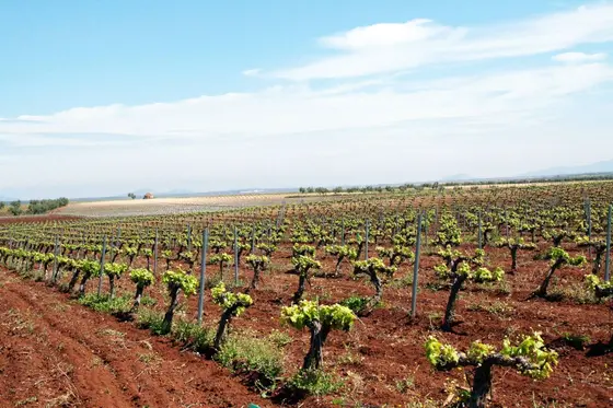 Bodegas Via de la Plata