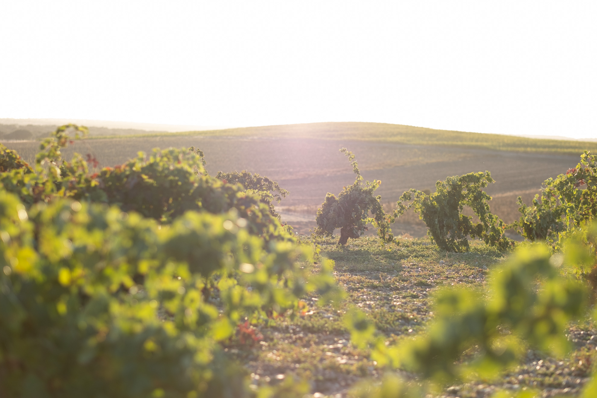 BODEGAS VIÑA NORA