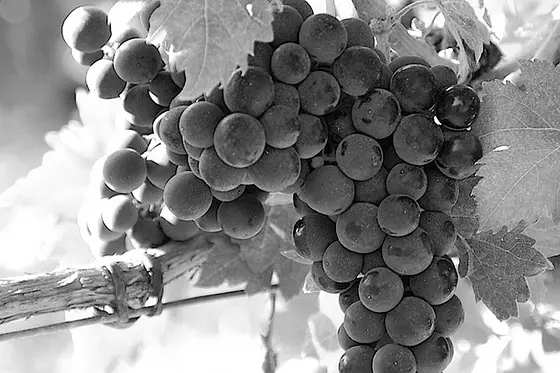 Bodegas Vinum Vitae