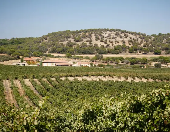 Bodegas y Viñedos Anzil