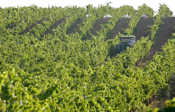 Bodegas y Viñedos Bergidenses