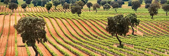 Bodegas y Viñedos Fontana