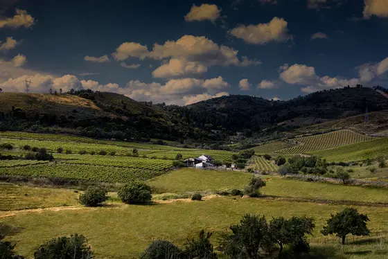 Bodegas y Viñedos Luna Beberide