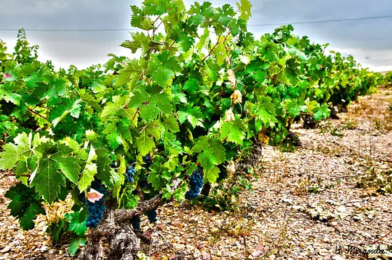 Bodegas y Viñedos Señorio de Aldea