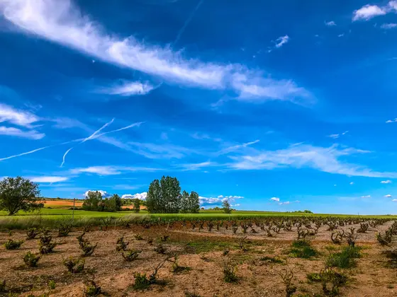 Bodegas y Viñedos Señorío de Villálvaro