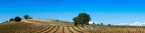 Bodegas y Viñedos Tamaral