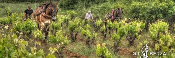 Bodega Gil Berzal