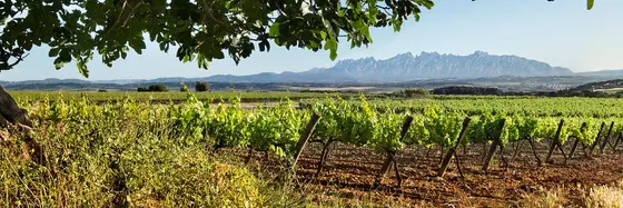 Bodegas Mas Comtal Enoturismo