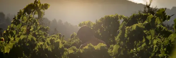 Celler Comunica