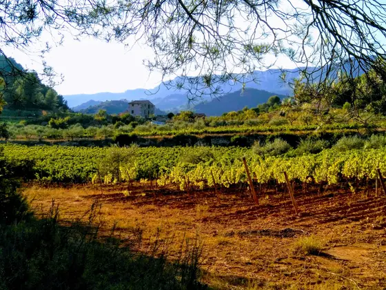 Celler Crivillé i Valls