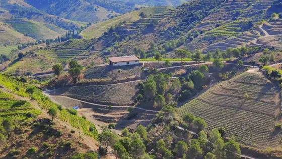 Celler Familia Nin Ortiz