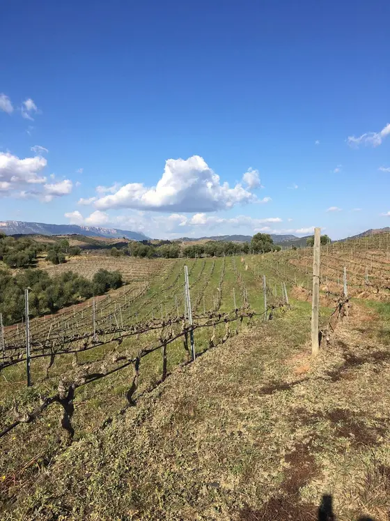 Celler Familia Sedó Barceló