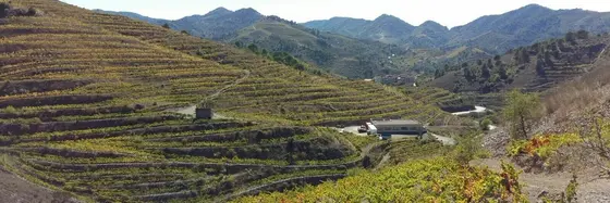 Celler Marco Abella