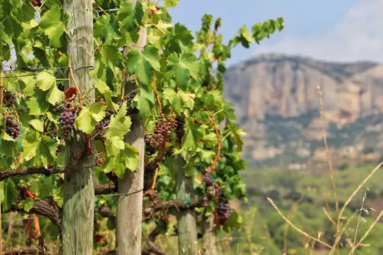 Celler Mas Doix