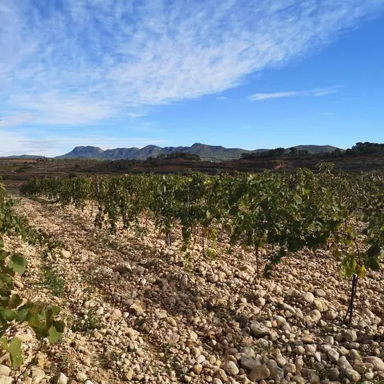 Celler Sanromà