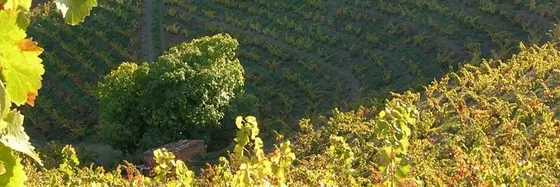Cellers Capafons-Ossó