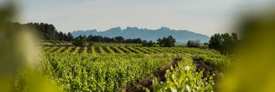 Cellers AT Roca