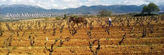 Finca Allende