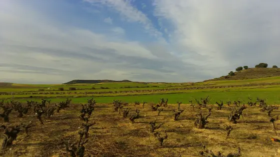 La Quinta Vendimia