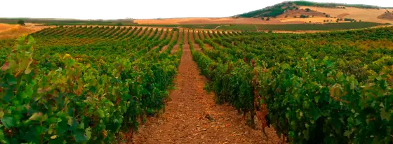 Laderas de Valverde