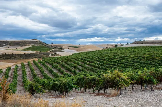 Lynus Viñedos y Bodegas