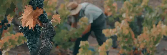 Vinícola del Priorat
