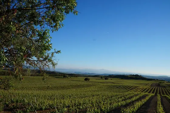 Vinos Guzmán Aldazabal